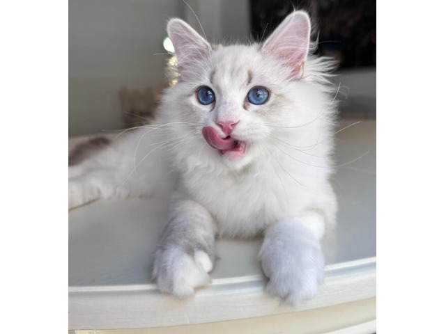 Reputable Siberian Breeders About Becky