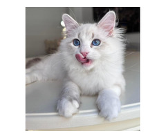 Reputable Siberian Breeders About Becky