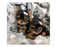 Perfect Male and female Yorkie