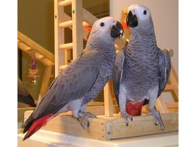 A Pair of Talking African Grey Parrots