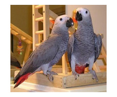 A Pair of Talking African Grey Parrots