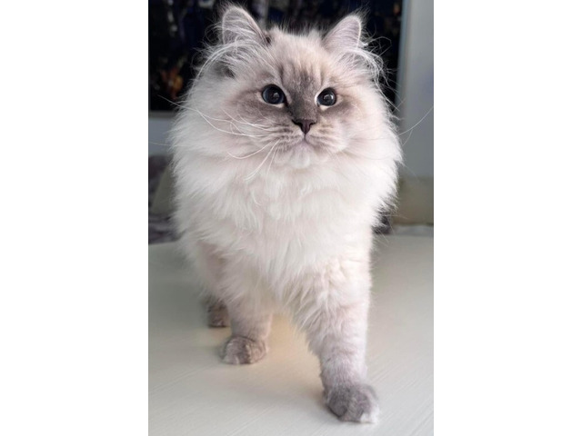 Local Siberian Breeders About Buzz