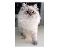 Local Siberian Breeders About Buzz