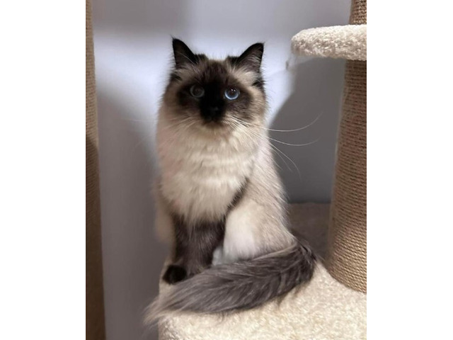 About Dakota – Best Siberian Kitten Breeders.