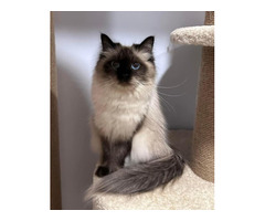 About Dakota – Best Siberian Kitten Breeders.