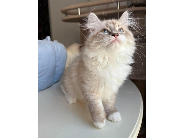 Buying Siberian Kittens Online