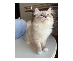 Buying Siberian Kittens Online