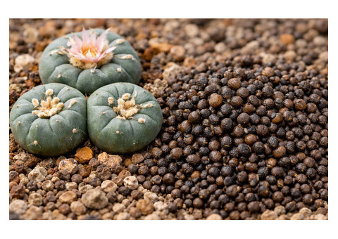 Premium Peyote Cactus Seeds