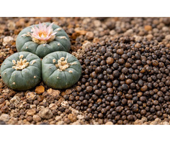 Premium Peyote Cactus Seeds