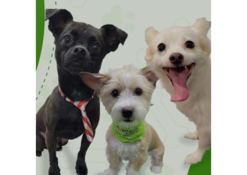 Professional Dog Groomers Waxahachie