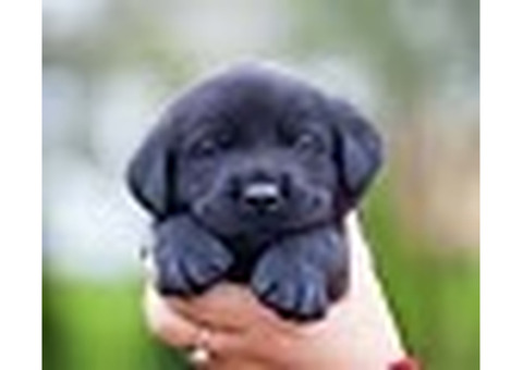 Pawsitive Retrievers | Golden Retriever Breeders Manhattan NY