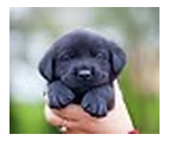 Pawsitive Retrievers | Golden Retriever Breeders Manhattan NY