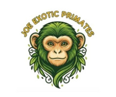 About Joe Exotic Primates: Passion, Ethics, and Expertise