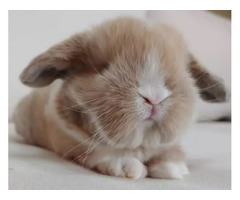Gold Holland Lop Bunnies for Sale