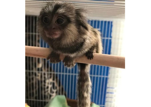 BUY MARMOSET MONKEY MILO FOR SALE