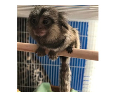BUY MARMOSET MONKEY MILO FOR SALE