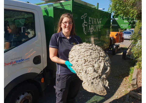 Wasp Nest Removal Poole Wareham at Urban Pest Control