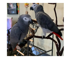 Silver Male & Skye Female - 1/1