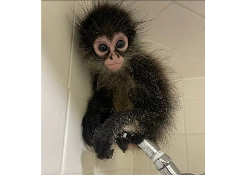 Manga – Playful Male Spider Monkey