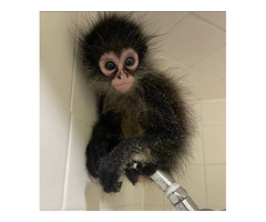 Manga – Playful Male Spider Monkey