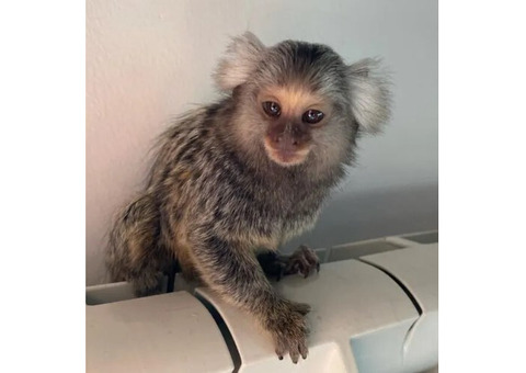 Marmoset Monkey Male