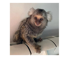 Marmoset Monkey Male - 1/1
