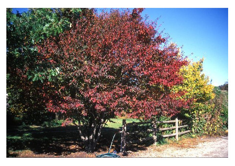 Tree Planting | Trees for Sale | Buy Direct from Farm with Delivery