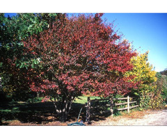 Tree Planting | Trees for Sale | Buy Direct from Farm with Delivery - 1/1
