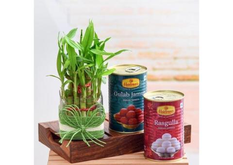 Send Christmas Plants Gifts to India with Best Discount – OyeGifts
