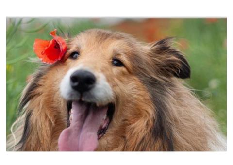 pet friendly turf installation near Houston TX