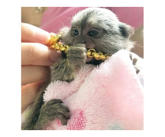 Beautiful Pygmy Marmoset Monkey for Sale