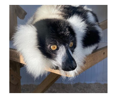 Black & White Ruffed Lemur Male