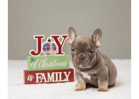 Find Your Perfect French Bulldog Puppy at Pure French Bulldog