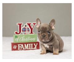 Find Your Perfect French Bulldog Puppy at Pure French Bulldog