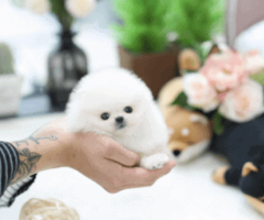 Healthy teacup pomeranian puppies
