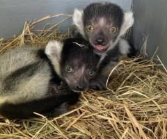 Baby Black and White Ruffed Lemur