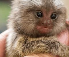 Charming Atlantic Marmoset for Sale