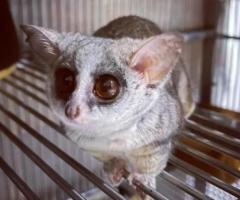 Bush Baby Female