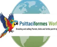 Buy Fertile Parrot Eggs & Ostrich Eggs for Sale.