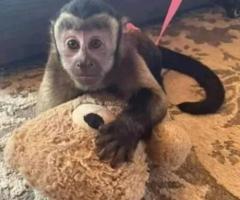 Charlie Capuchin Monkey For Sale