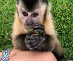 Spanky Capuchin Monkey For Sale