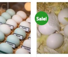 Buy Fertile Parrot and Ostrich Eggs.