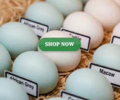 Buy Fertile Parrot and Ostrich Eggs.