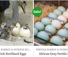 Purchase Fertilized Parrot & Ostrich Eggs.