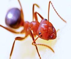 Ants Control in Essex County, NJ | ALCO Animal & Pest Control