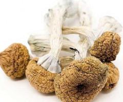 Texas Yellow Caps Magic Mushrooms