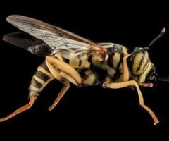 Yellow Jacket Removal in NJ | ALCO Animal & Pest Control