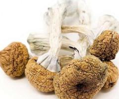 Texas Yellow Caps Magic Mushrooms