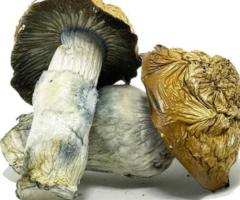 Penis Envy Magic Mushrooms