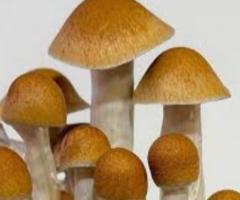 McKennaii Magic Mushroom